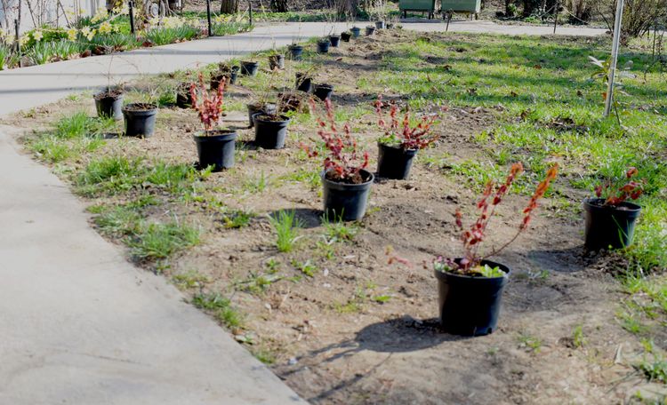 Iskolánk zöldebbé válik!